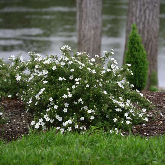 Mounded Happy Face White Potentilla in landscape along river